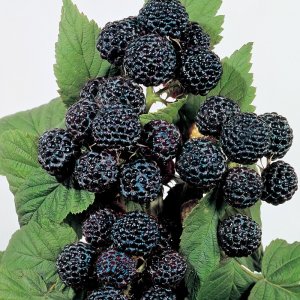 Malina čierna (Rubus idaeus) ´BRISTOL´ - skorá letná 30-50 cm, kont. P9